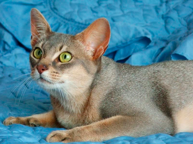 Абиссинская кошка окраса голубой (blue)