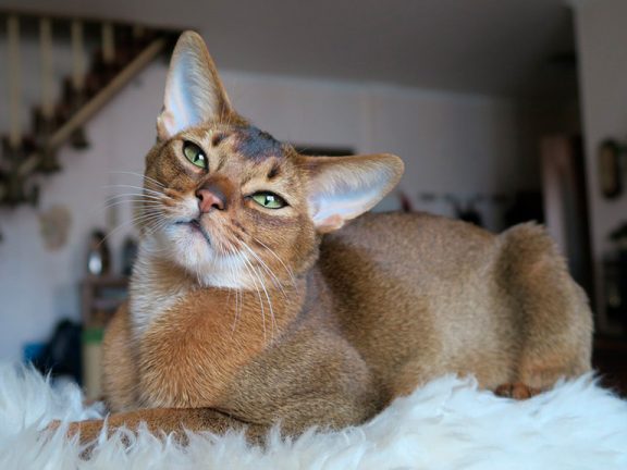 Абиссинская кошка (порода кошек) - фото, описание породы, характер, цена,  отзывы