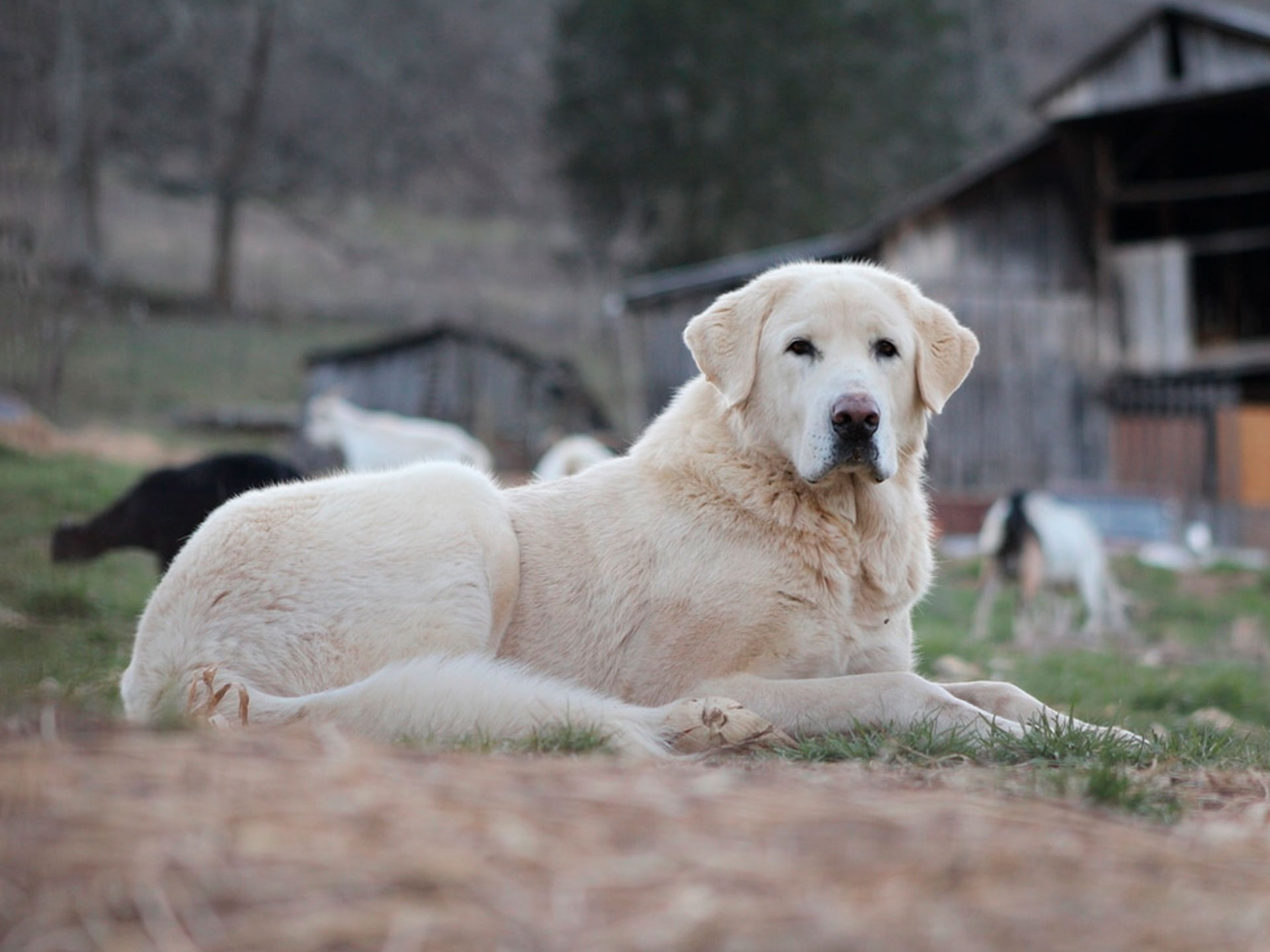 Белая собака породы Акбаш на траве