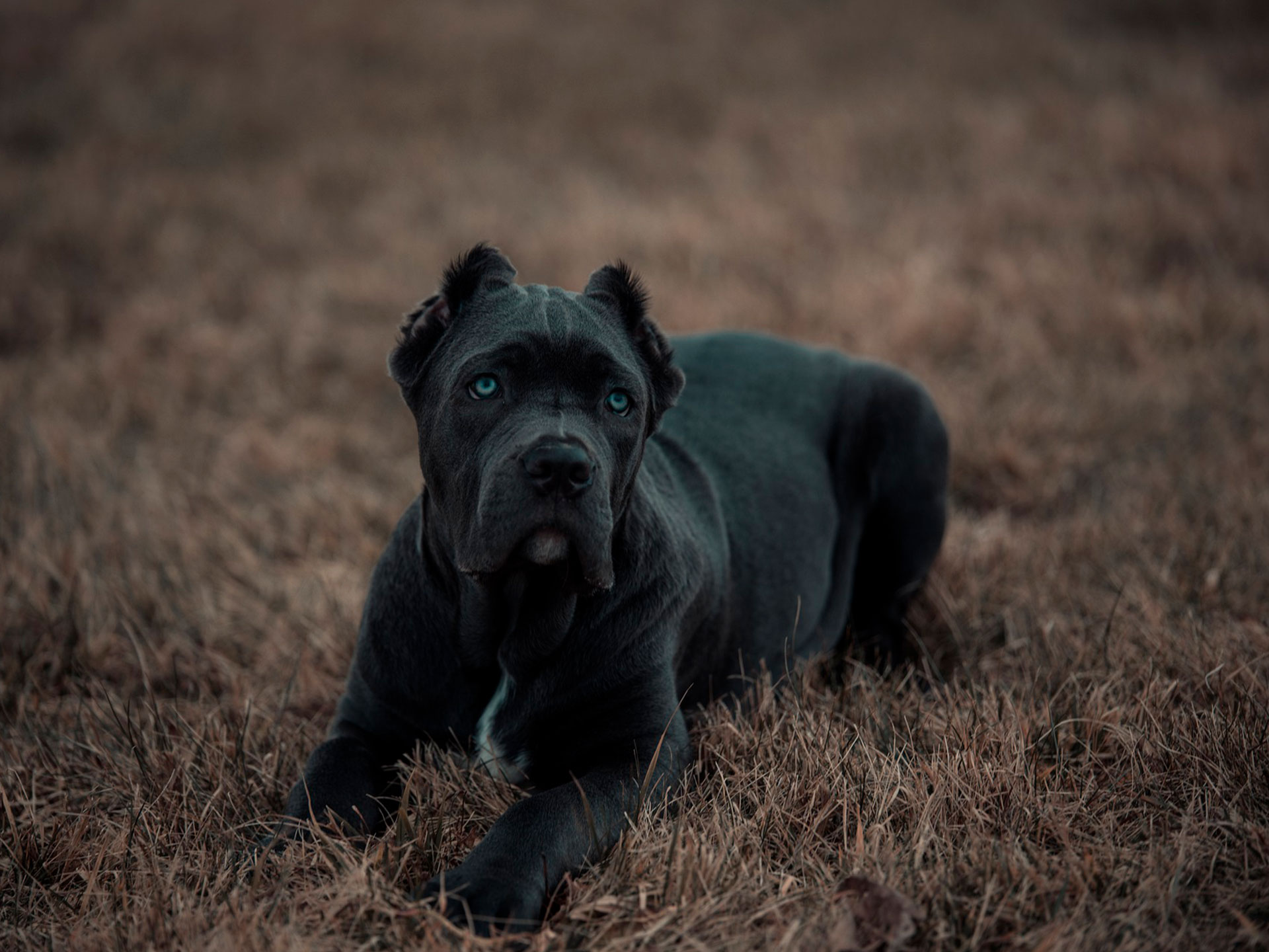 Черная собака породы Американский бандог на траве