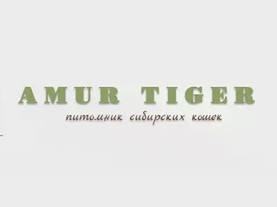 Питомник кошек Amur Tiger