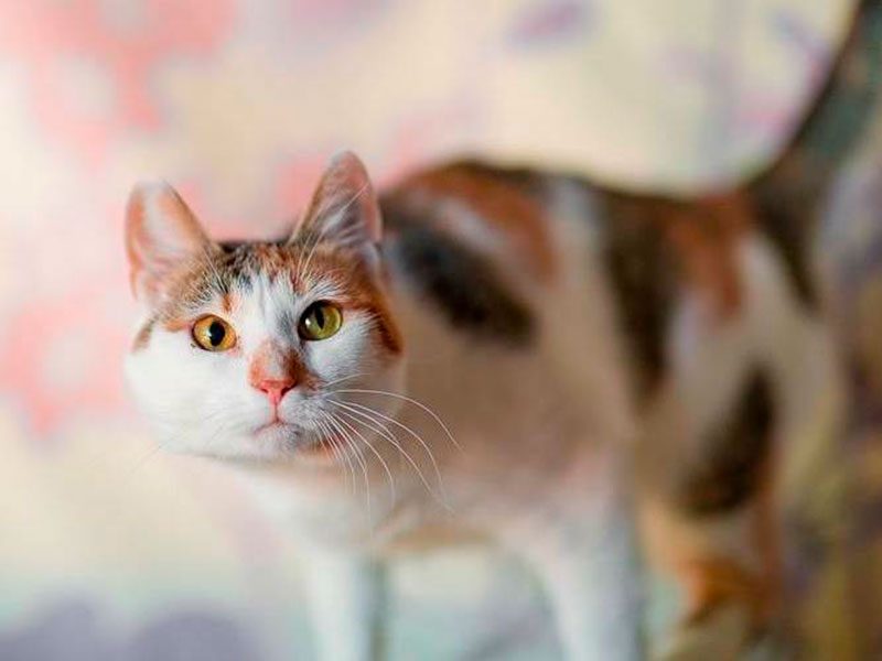 Взять котенка или кошку из приюта бесплатно в добрые руки, котята и кошки в  дар - Pet Portal