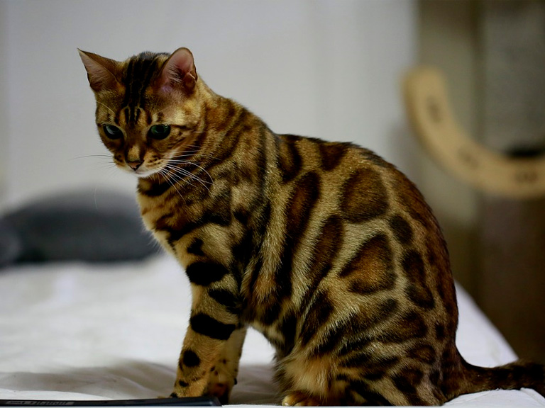 Бенгальская кошка - дальний предок Сиамской кошки