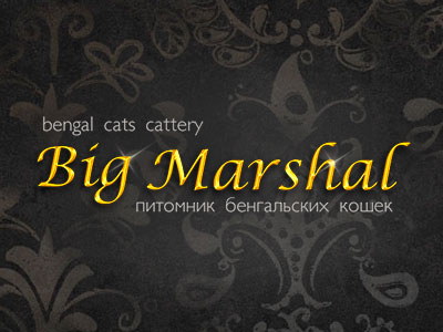 Питомник кошек Big Marshal