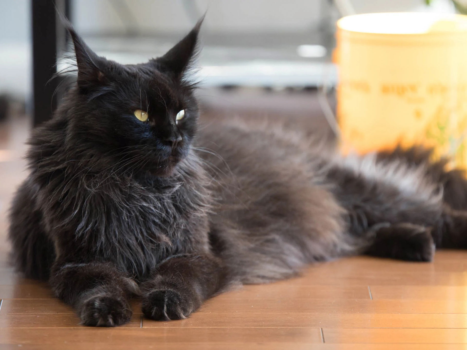 Черный кот Мейн-Кун с густой шерстью