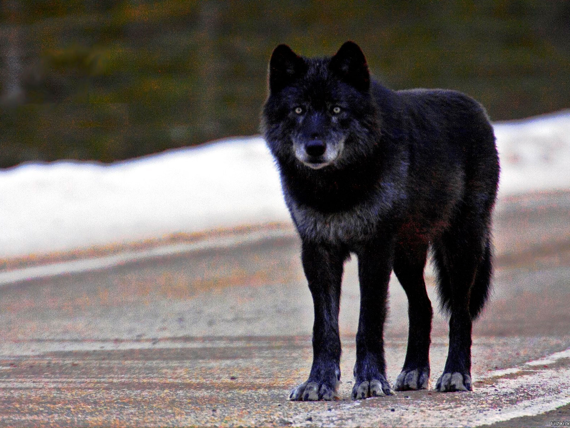 Черная собака породы Волкособ