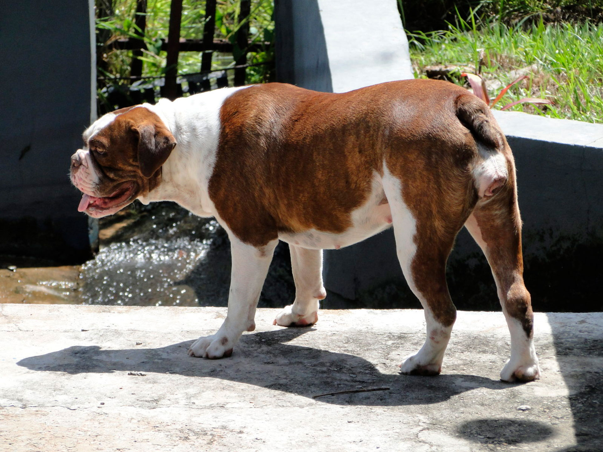 Собака породы Бразильский бульдог коричневого цвета у воды