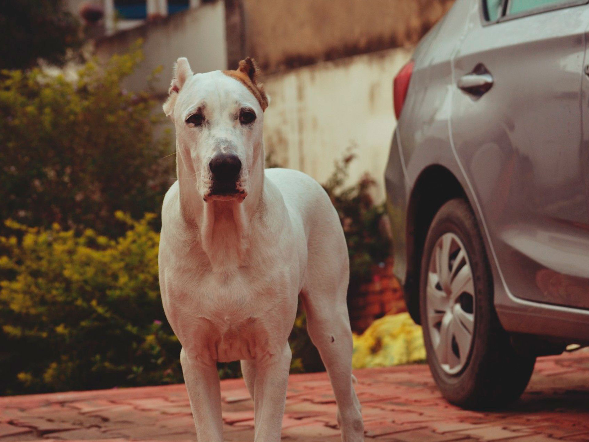 Белая собака породы Булли Кутта у машины