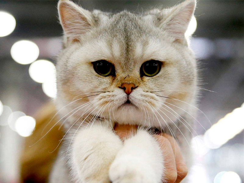 Российские кошки попали под санкции