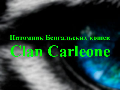 Питомник кошек Clan Carleone