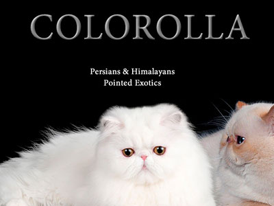 Питомник кошек Colorolla