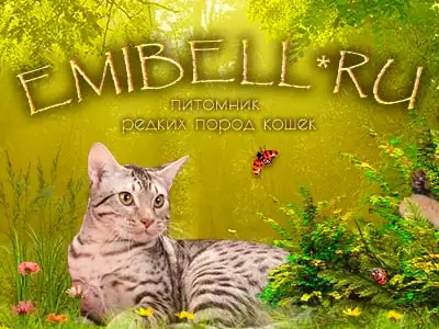 Питомник кошек Emibell