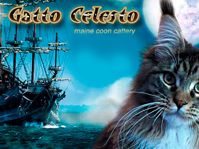 Питомник кошек Gatto Celesto