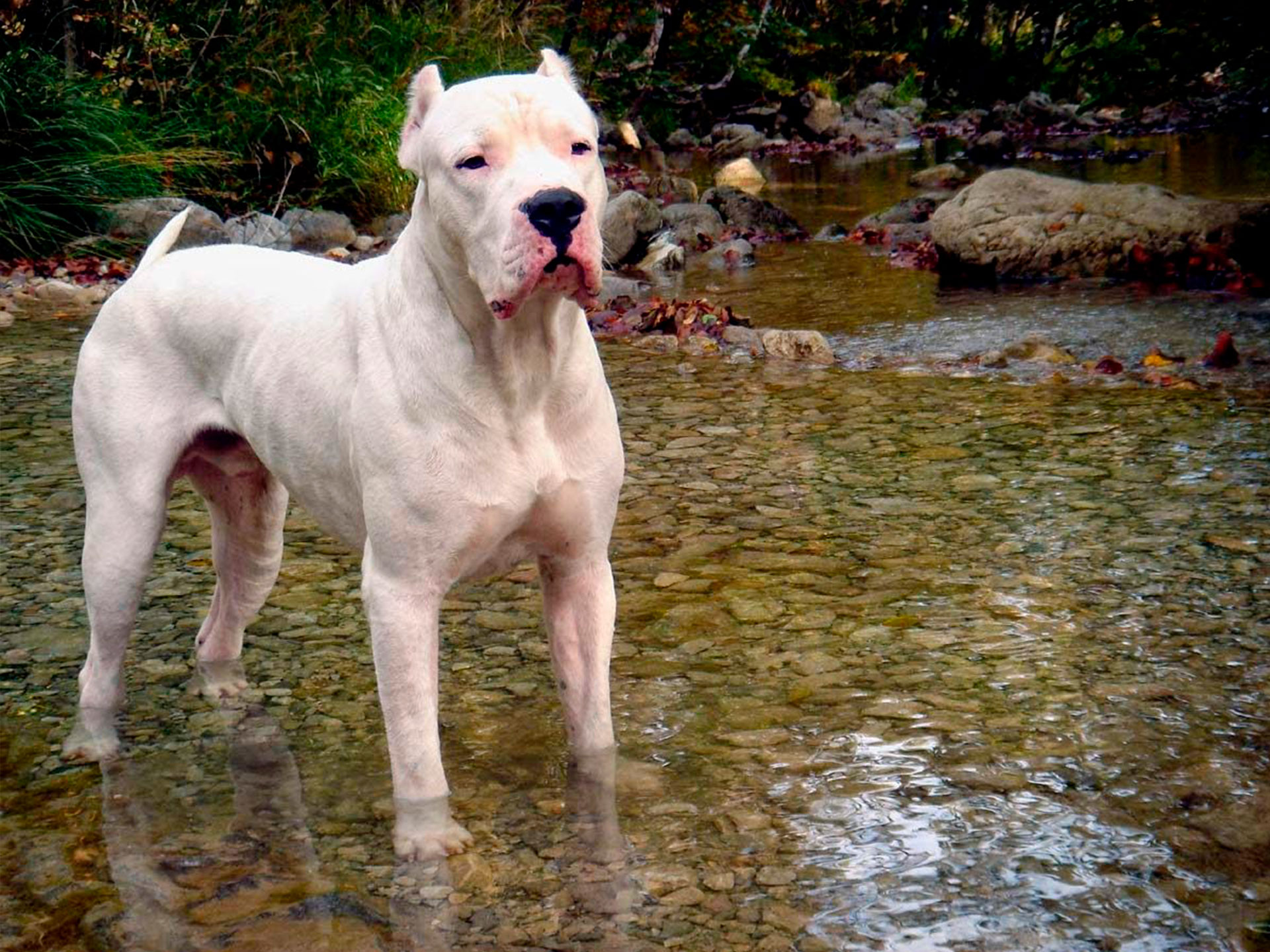 Белая собака породы Гуль-донг в воде