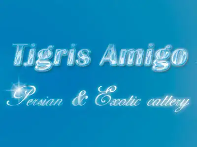 Питомник кошек Tigris Amigo