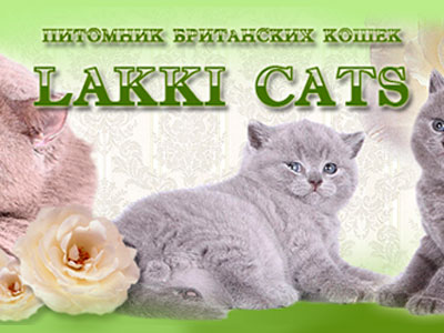 Питомник кошек Lakki Cats