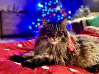 Кот Мейн-Кун на красной кровати на фоне елки