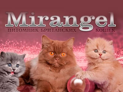 Питомник кошек Mirangel