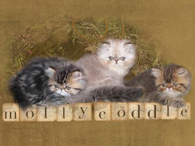 Питомник кошек Molly coddle