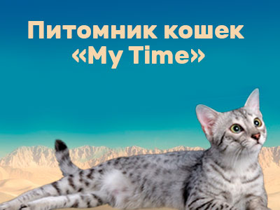 Питомник кошек My Time