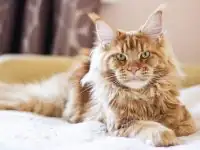 Рыжий кот Мейн-кун на кровати