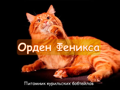Питомник кошек Орден Феникса