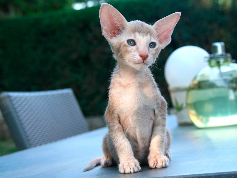 Ориентальная кошка (порода кошек) - фото, описание породы, характер, цена,  отзывы