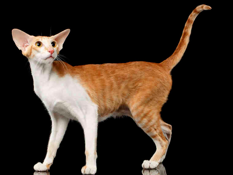 Типичный представитель породы Ориентальная кошка