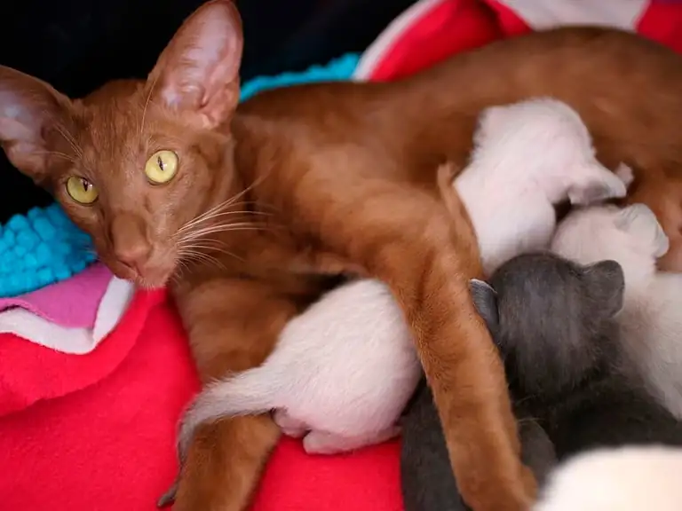 Ориентальная кошка с котятами