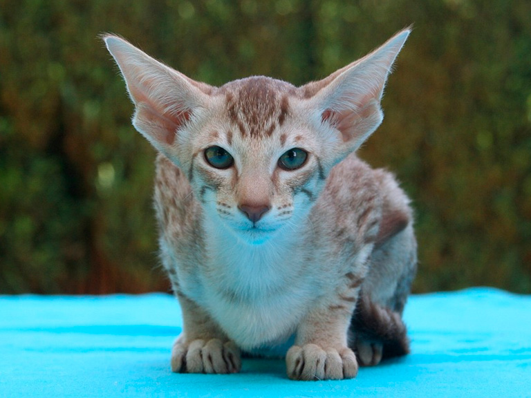 Ориентальная кошка (порода кошек) - фото, описание породы, характер, цена,  отзывы