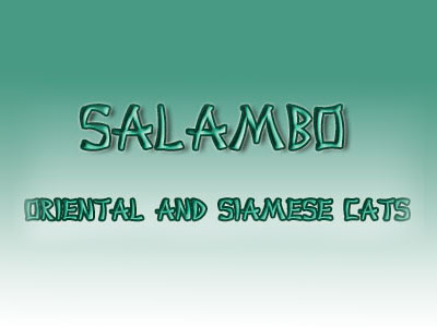 Питомник кошек Salambo