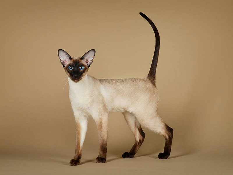 сиамская кошка фото и сколько стоит