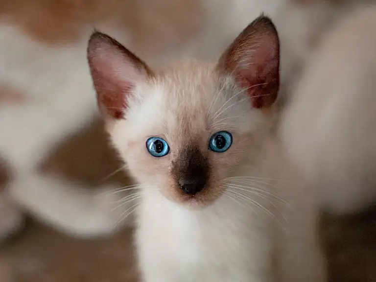 Ориентальная кошка (порода кошек) - фото, описание породы, характер, цена, отзывы