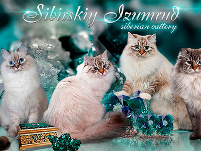 Питомник кошек Sibirskiy izumrud