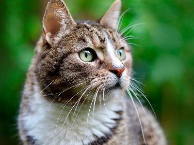Сколько в среднем живут кошки в домашних условиях и на улице