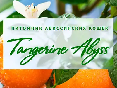 Питомник кошек Tangerine Abyss