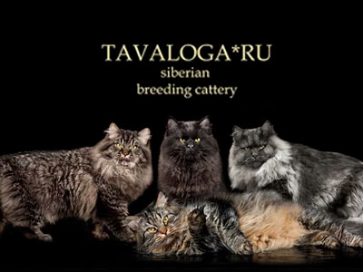 Питомник кошек Tavaloga