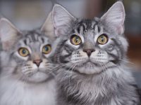 Два кота Мейн Куна цвета табби