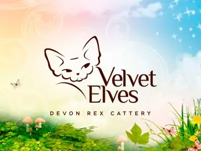 Питомник кошек Velvet Elves