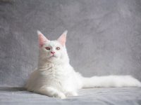 Белый кот породы Мейн-Кун