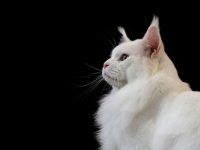 Белый кот Мейн-Кун на черном фоне